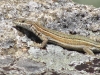 lizard-1024x772