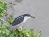 night-heron-1024x768